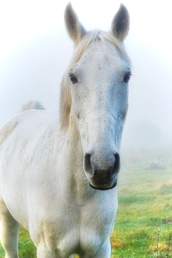 Portrait of white horse