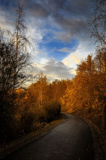 Road amidst bare trees in forest against sky