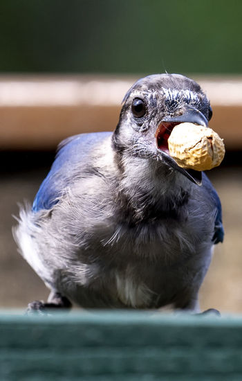 Bluejay stuffs a large peanut in its beak