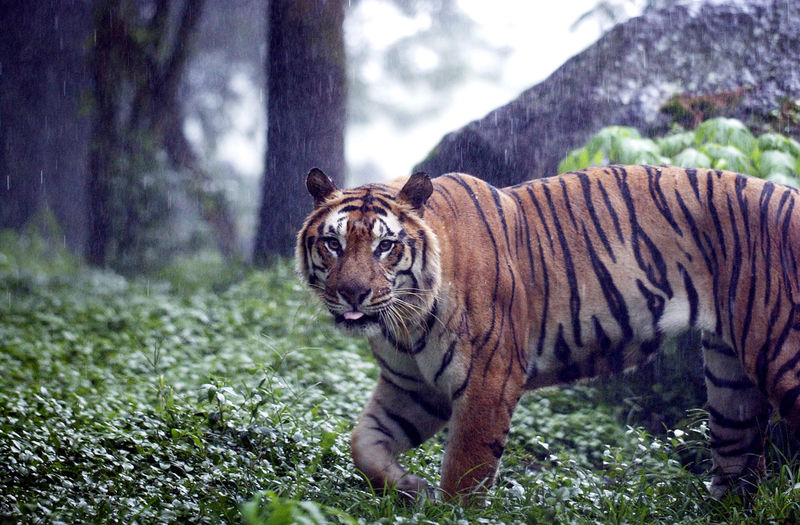 Tiger walking in forest