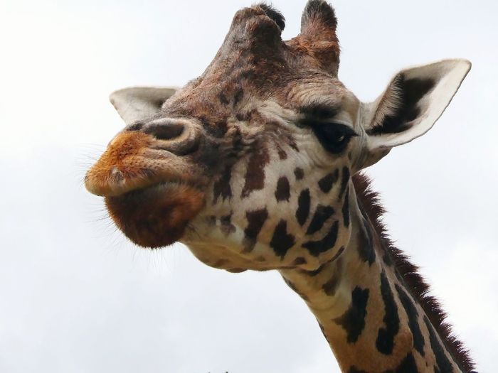 Close-up of giraffe against sky