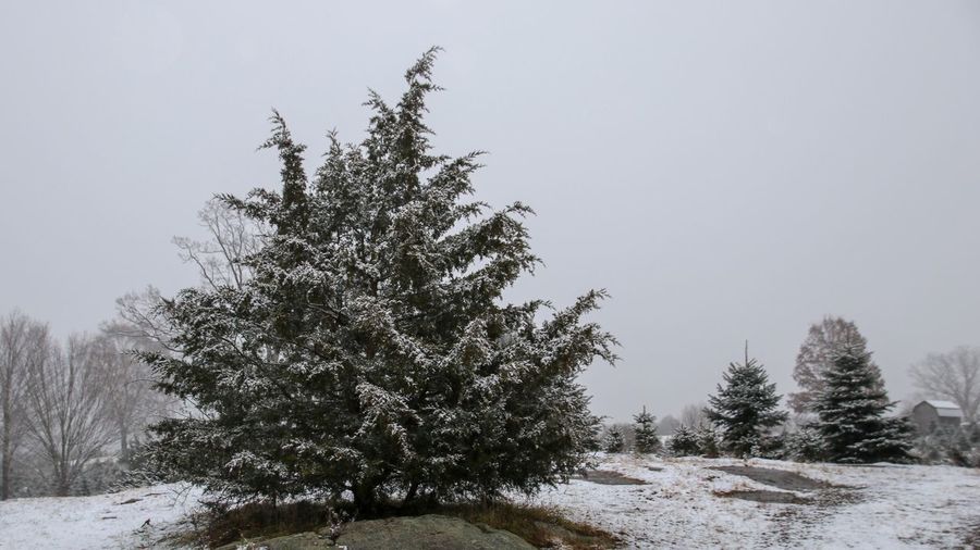 Trees on snow covered field against sky