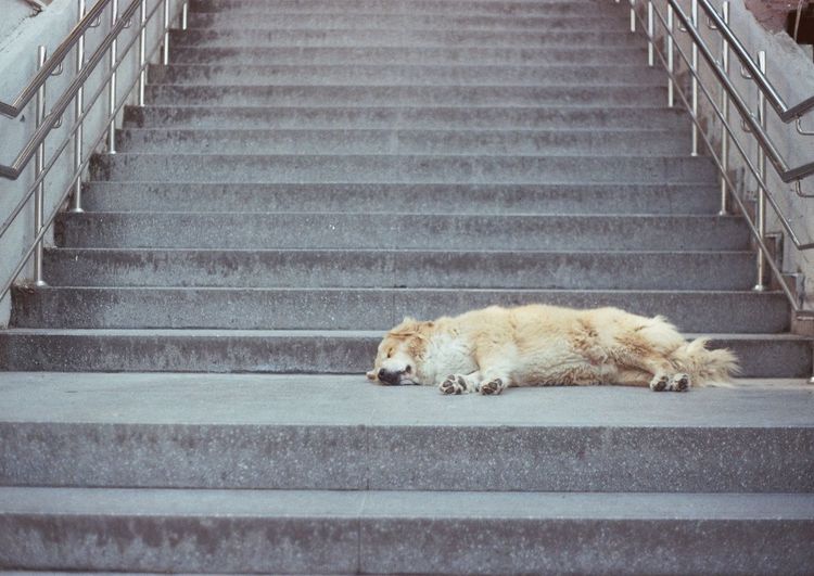 Dog sleeping on staircase