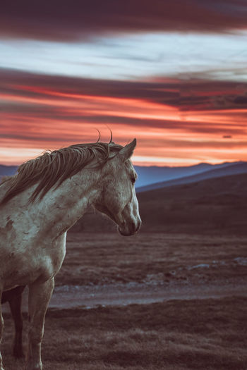Horse is stunned by amazing sunset