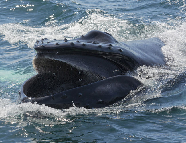 Humpback whale in atlantic ocean