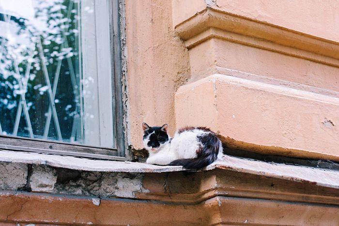 Cat relaxing by window