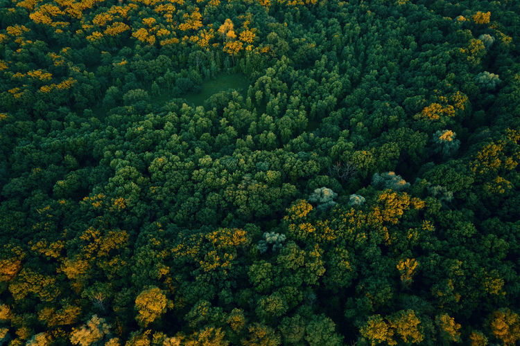 Aerial view of green forest. nature background