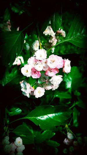Close-up of white flowers blooming outdoors