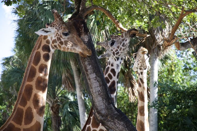 Low angle view of giraffe on tree in zoo