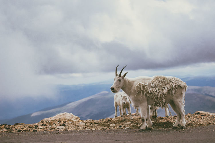 An adult mountain goat stands along the mountain road with it's offspring