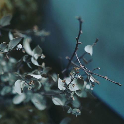 Close-up of flowering plant