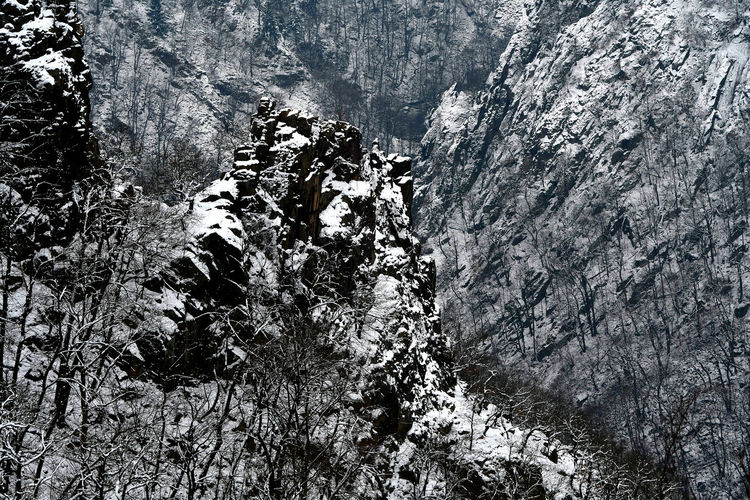 High angle view of trees on rock during winter