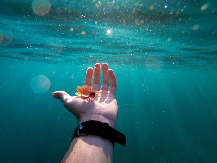 Cropped hand of man holding plant undersea