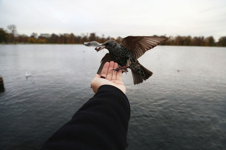 Hand holding bird flying over lake