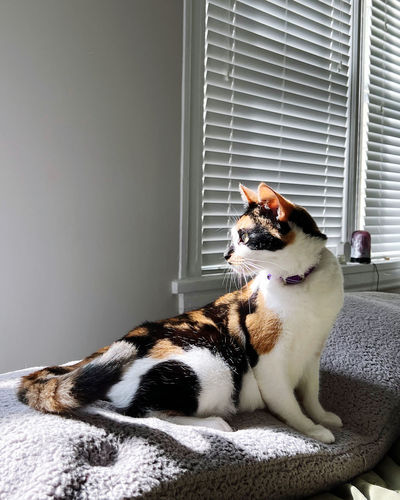 pet