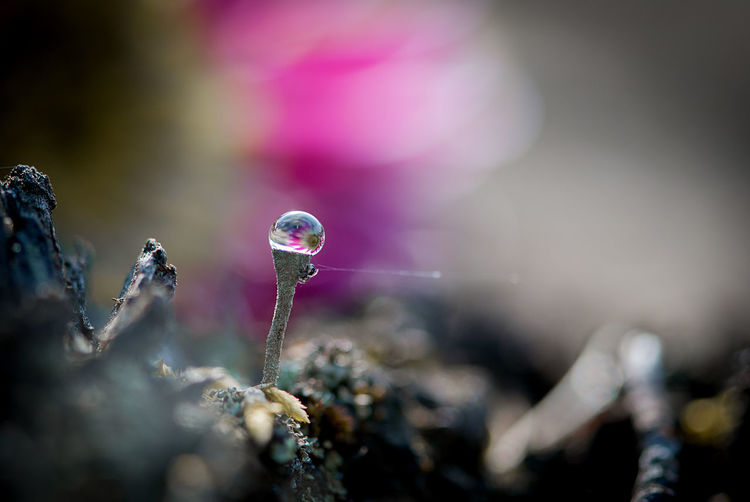 Close up of water drop on plant