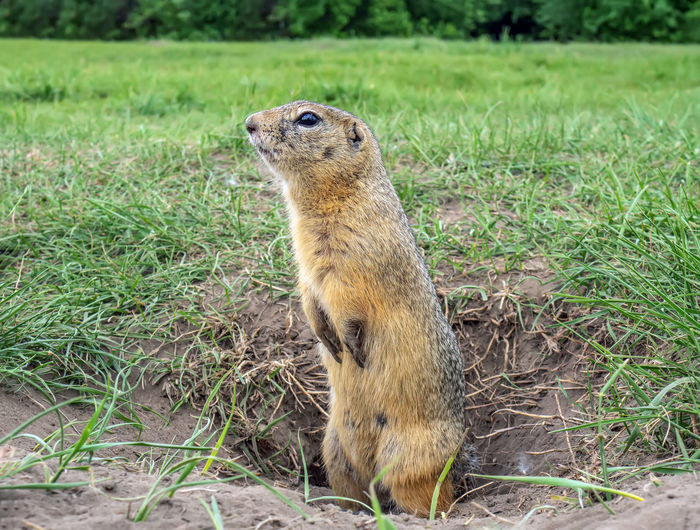 Close-up of meerkat on field