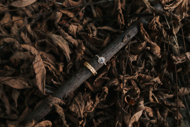 High angle view of wedding rings with dried leaves background.