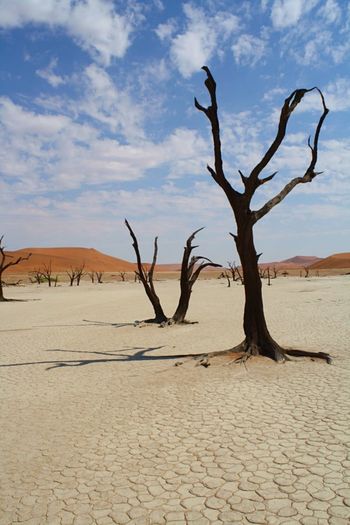 Bare tree in a desert