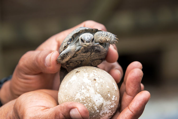 Cropped hands of person holding baby tortoise and egg