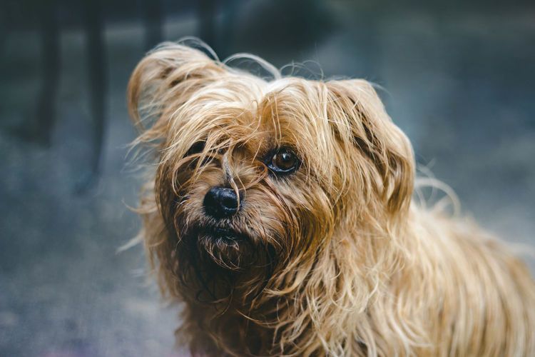 Close-up portrait of hairy brown dog