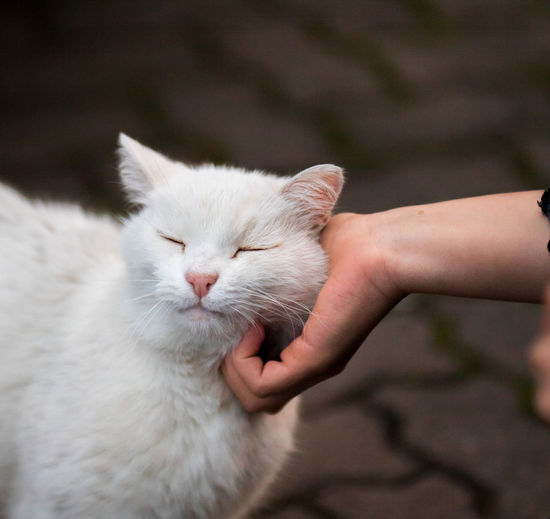 Girls hand stroking a white fluffy cat