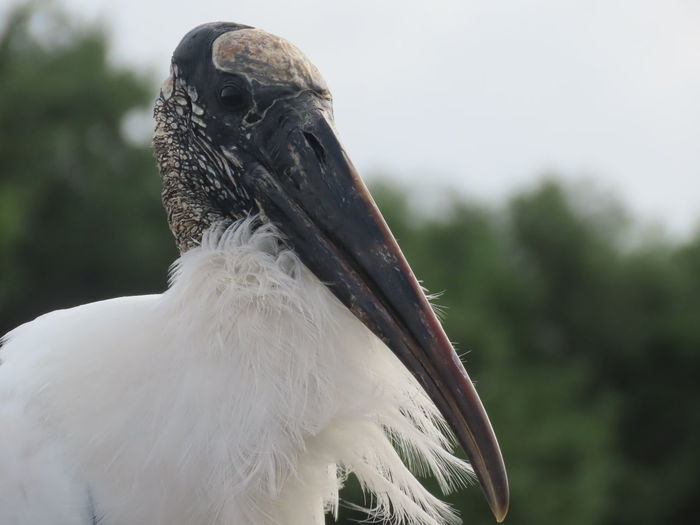 Closeup of a wood stork