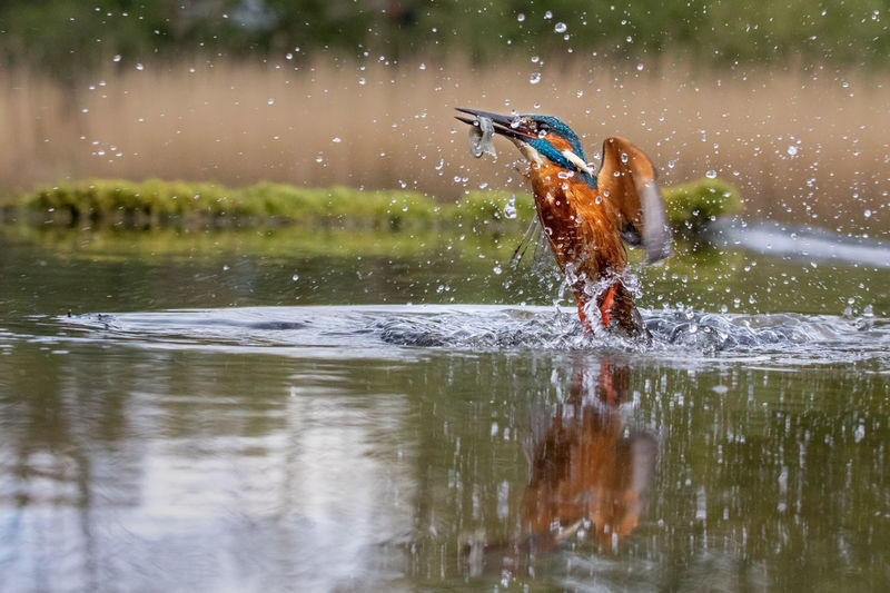 Kingfisher hunting fish in lake