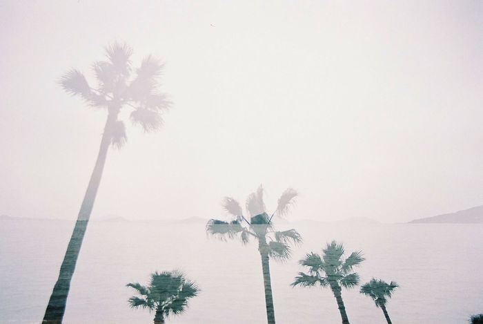 Double exposure image of palm trees and sea against sky
