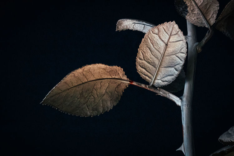 Close-up of dry leaves on plant against black background