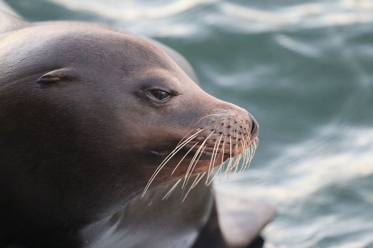 Close-up of sea lion against water