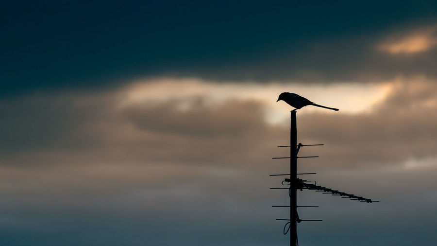 Low angle view of bird perching on a pole