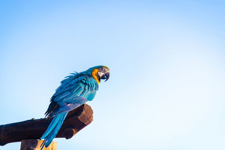 Low angle view of parrot perching on blue sky