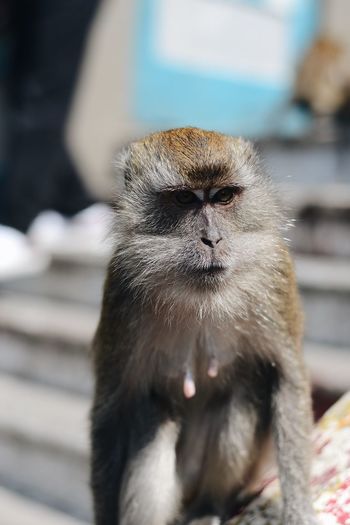 Close up on friendly monkey