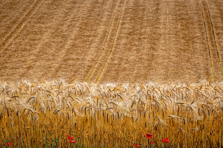 A full frame photograph of a golden wheat field in summer, with a shallow depth of field