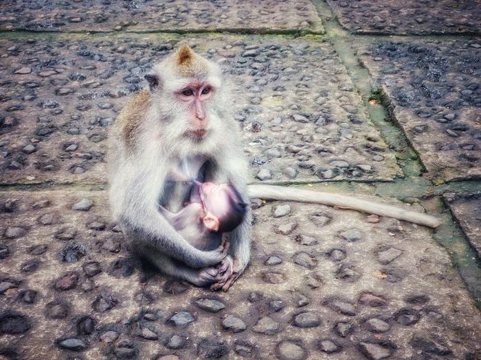 High angle view of monkey feeding infant on footpath