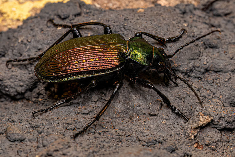 Close-up of insect