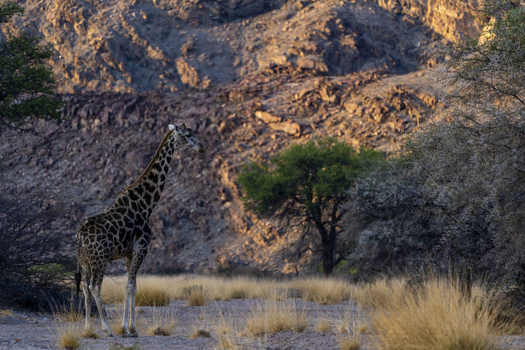Side view of giraffe standing on field