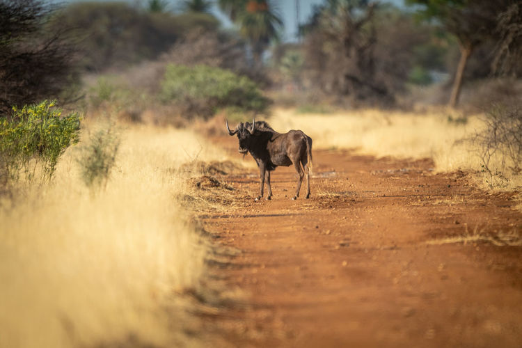 Black wildebeest stands on track looking round