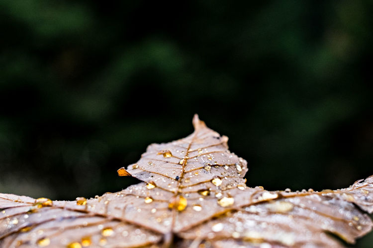 Close-up of raindrops on dry leaves