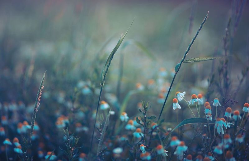 Close-up of poppy flowers on field