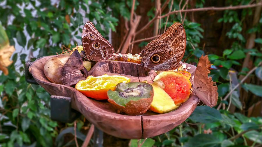 Close-up of butterflies on rotten fruits