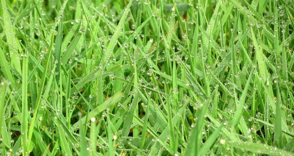 Full frame of grass in field
