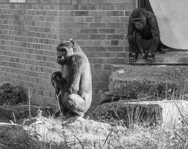 Monkey sitting on a wall