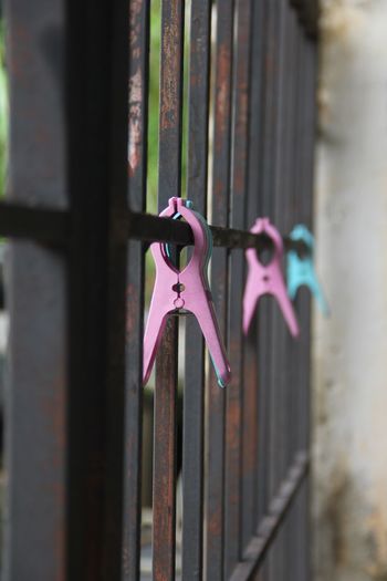 Close-up of pink hanging on metal fence
