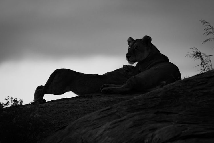 Mono lioness nurses cub on rock horizon