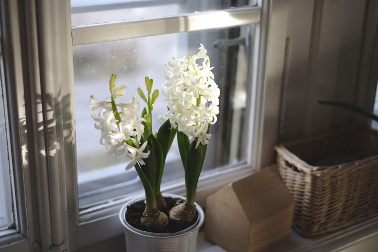 Close-up of potted plant at home