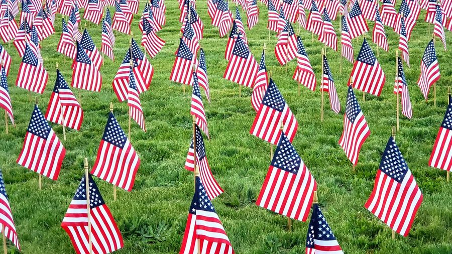 American flags in field