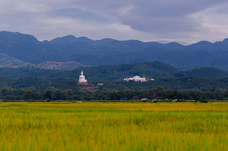 Mountain scence with temple located on it that have golden paddy field in the front.
