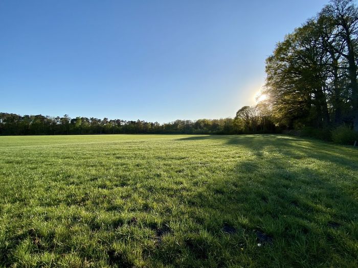Scenic view of field against clear sky